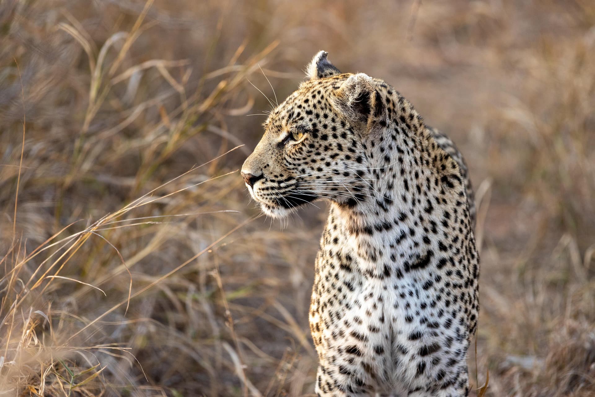 Big Cat Photography: Capturing the Soul of the Savanna