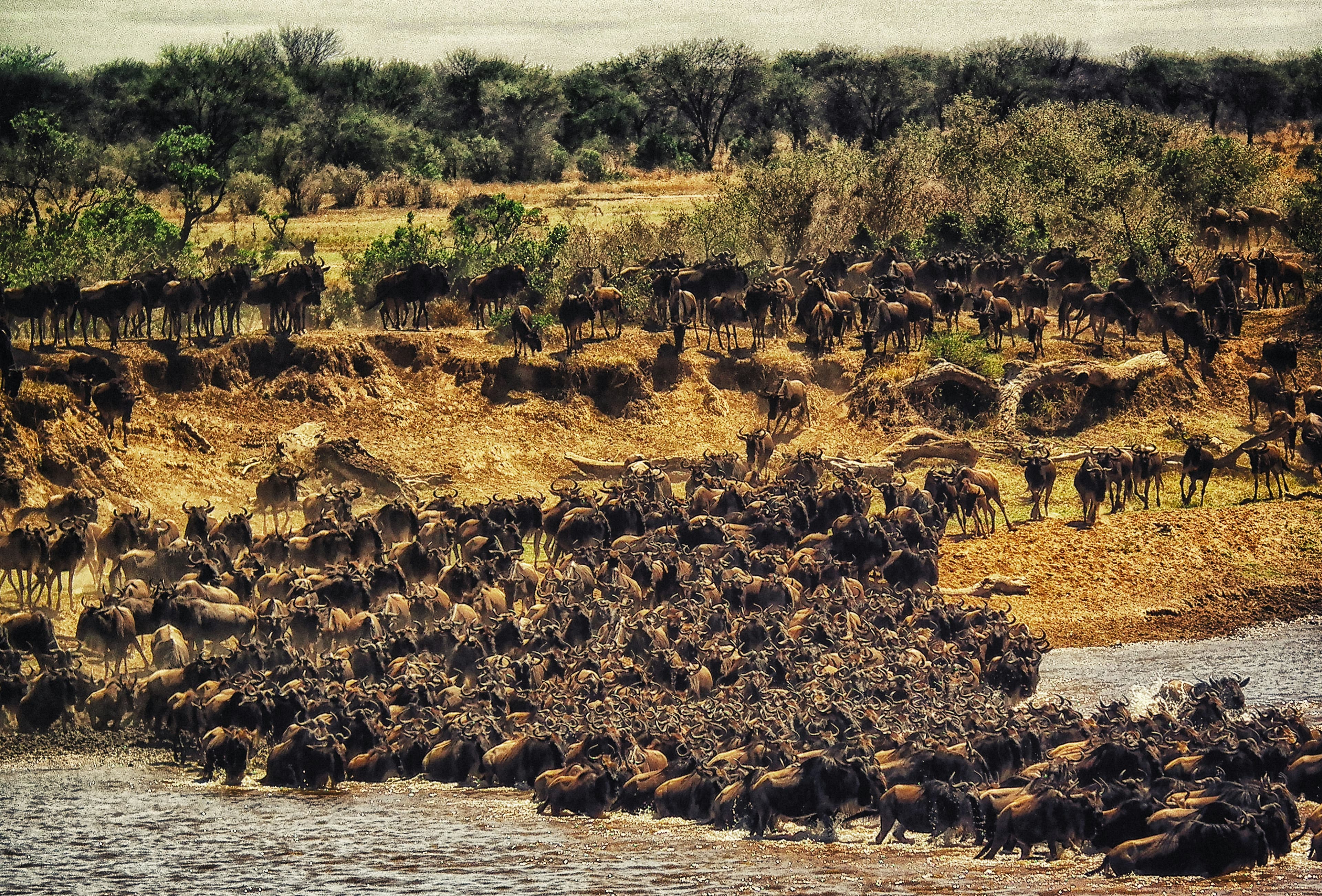 Masai Mara Budget Safari