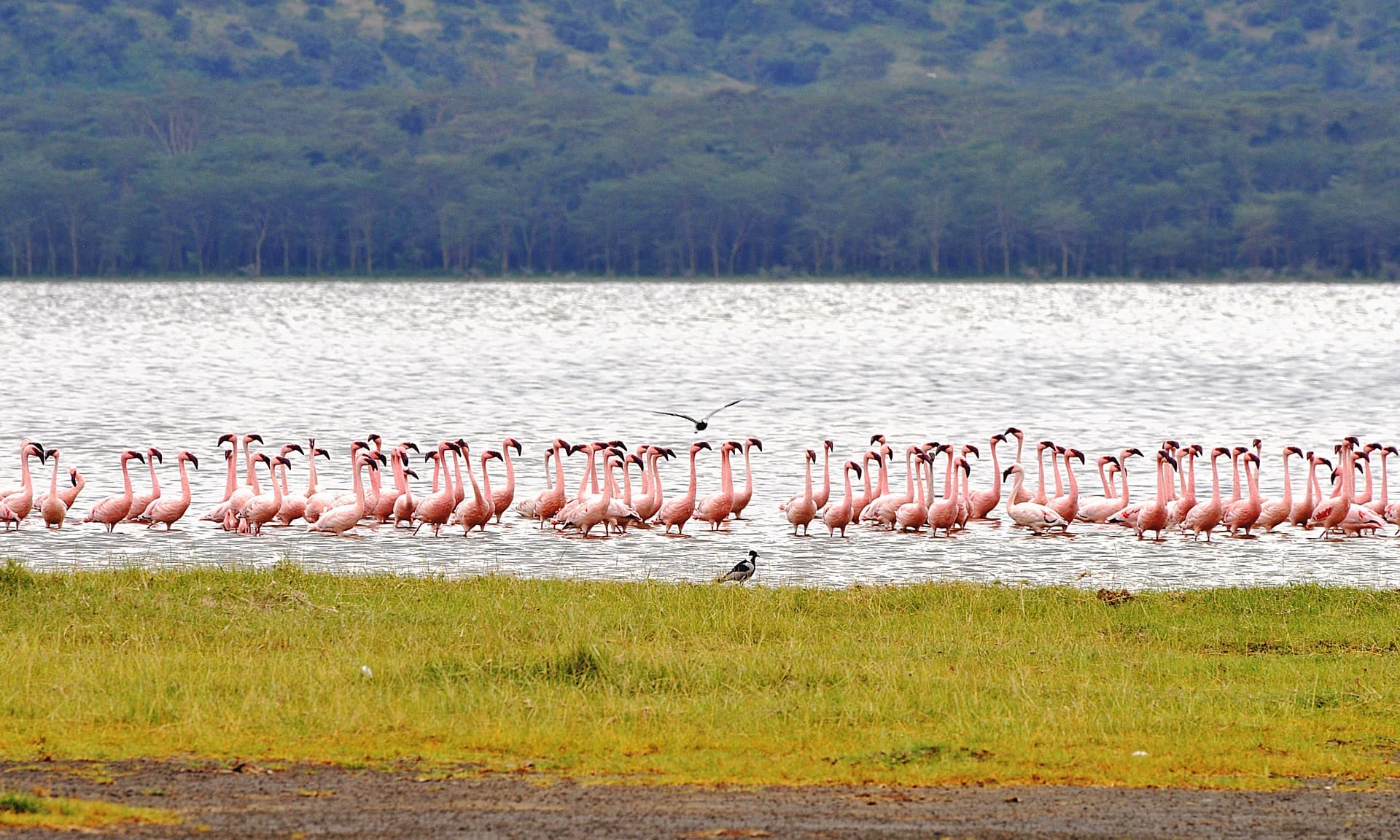 Lake Nakuru Flamingo Safari