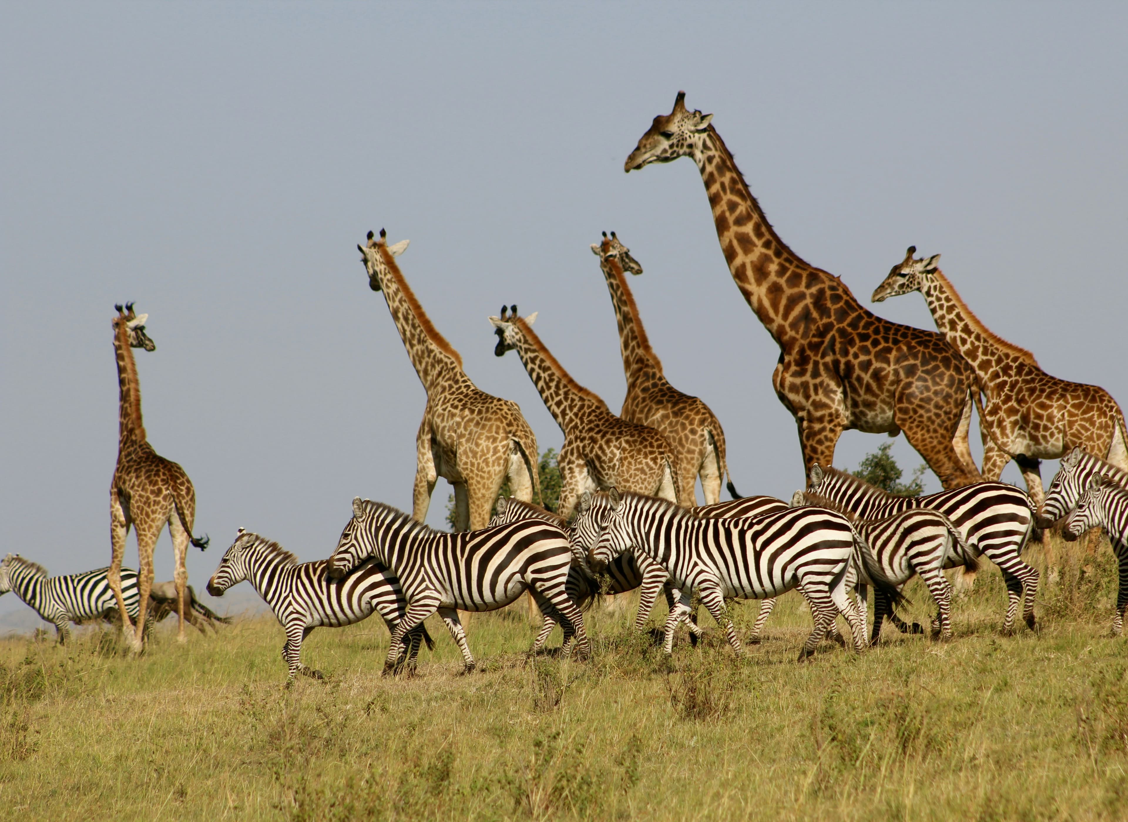 Masai Mara Big Five Safari