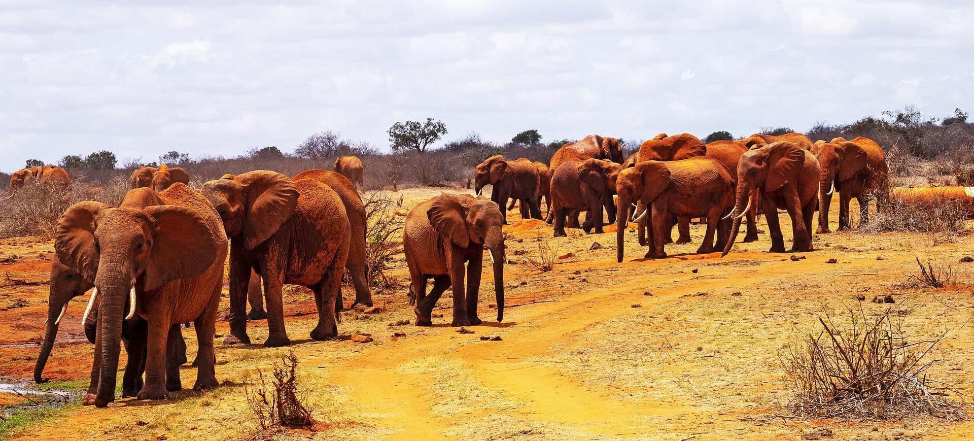 Tsavo Adventure Safari